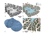 Three‑Dimensional Digital Reconstruction of the Cerebellar Cortex: Lobule Thickness, Surface Area Measurements, and Layer Architecture