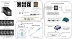 Brain age vector: A measure of brain aging with enhanced neurodegenerative disorder specificity